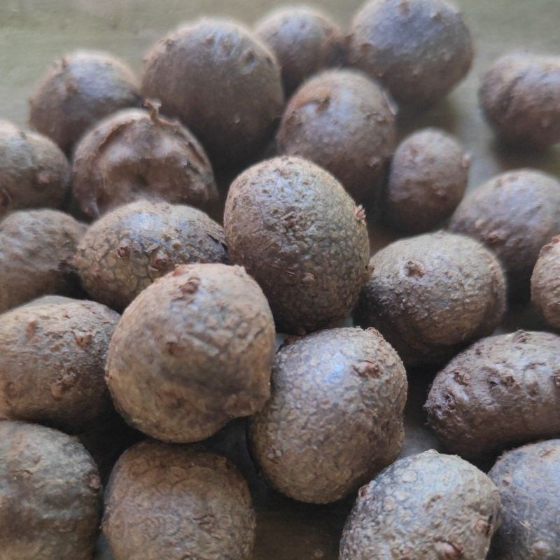 Promo_ Bibit Porang bubil Isi 1000 per Kg – Asli Dorman – Ukuran Mini Siap Tanam Terlaris