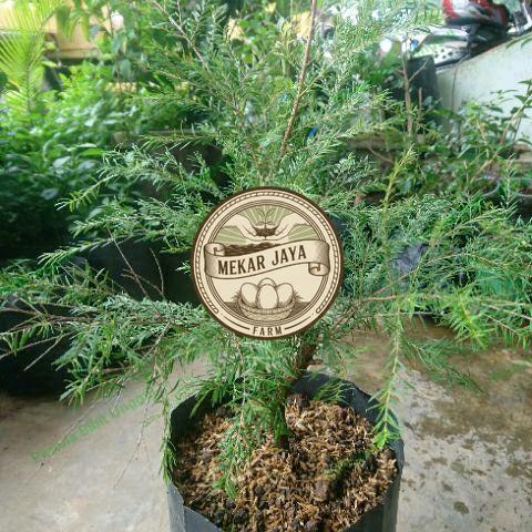 Bibit Unggul Pilihan Berkualitas Bibit Tanaman Cucur Atap Langka/ Tanaman Obat Ujung Atap Mekarjaya 