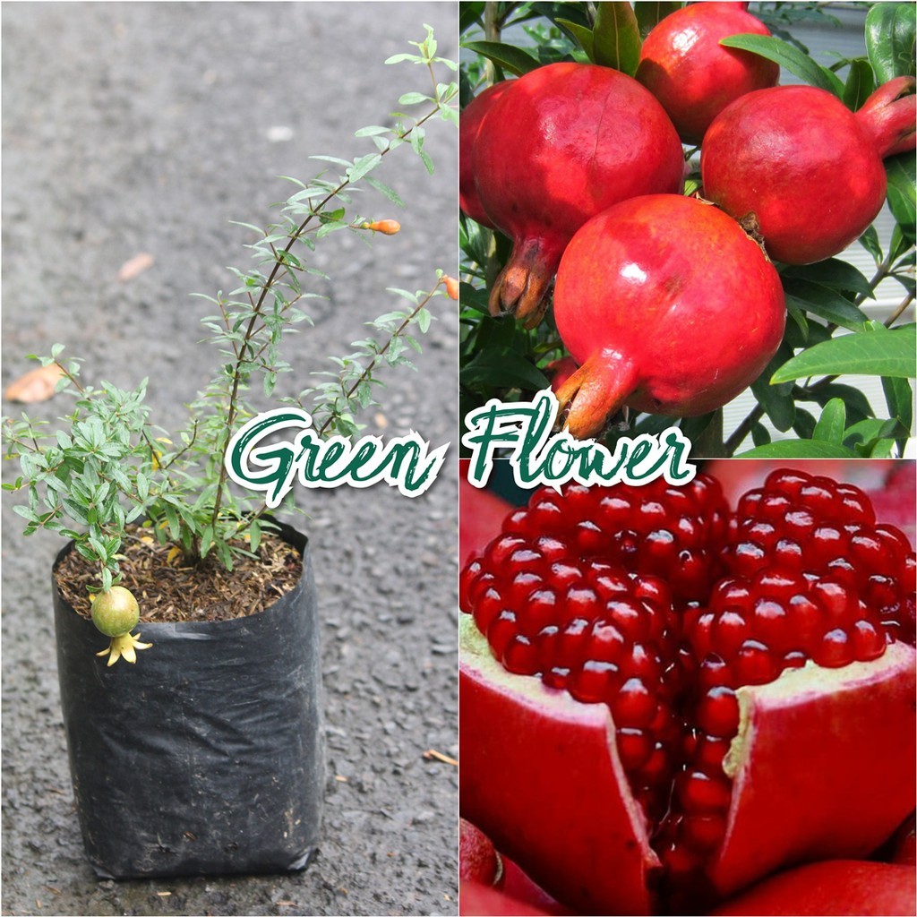 Bibit Delima Merah - Bibit Pohon Delima Merah