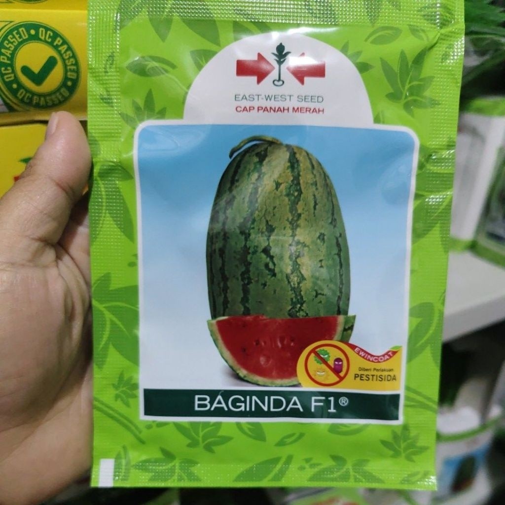 Benih semangka BAGINDA F1 380 butir semangka lonjong merah