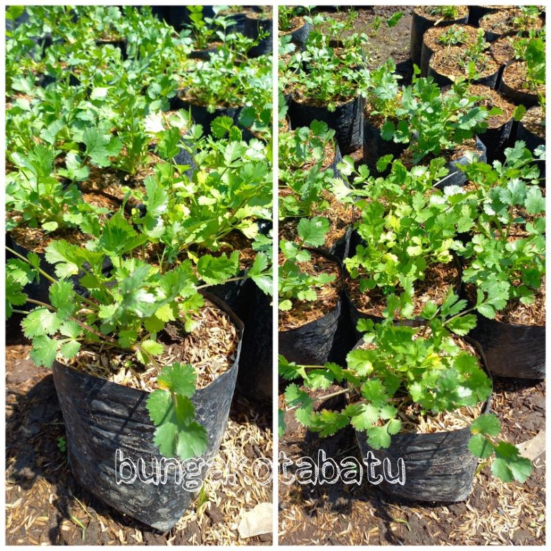 Bibit Tanaman Daun Ketumbar