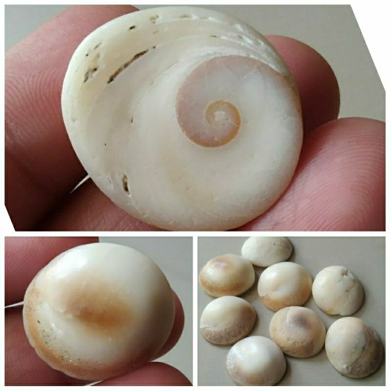 BATU KEONG BUNTET HARGA KODIAN /20 PCS BISA JALAN DI AIR CUKA