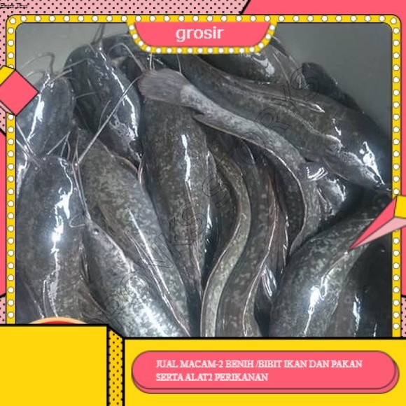 bibit/benih lele sangkuriang uk 16-20 cm per ekor GROSIR BANDUNG