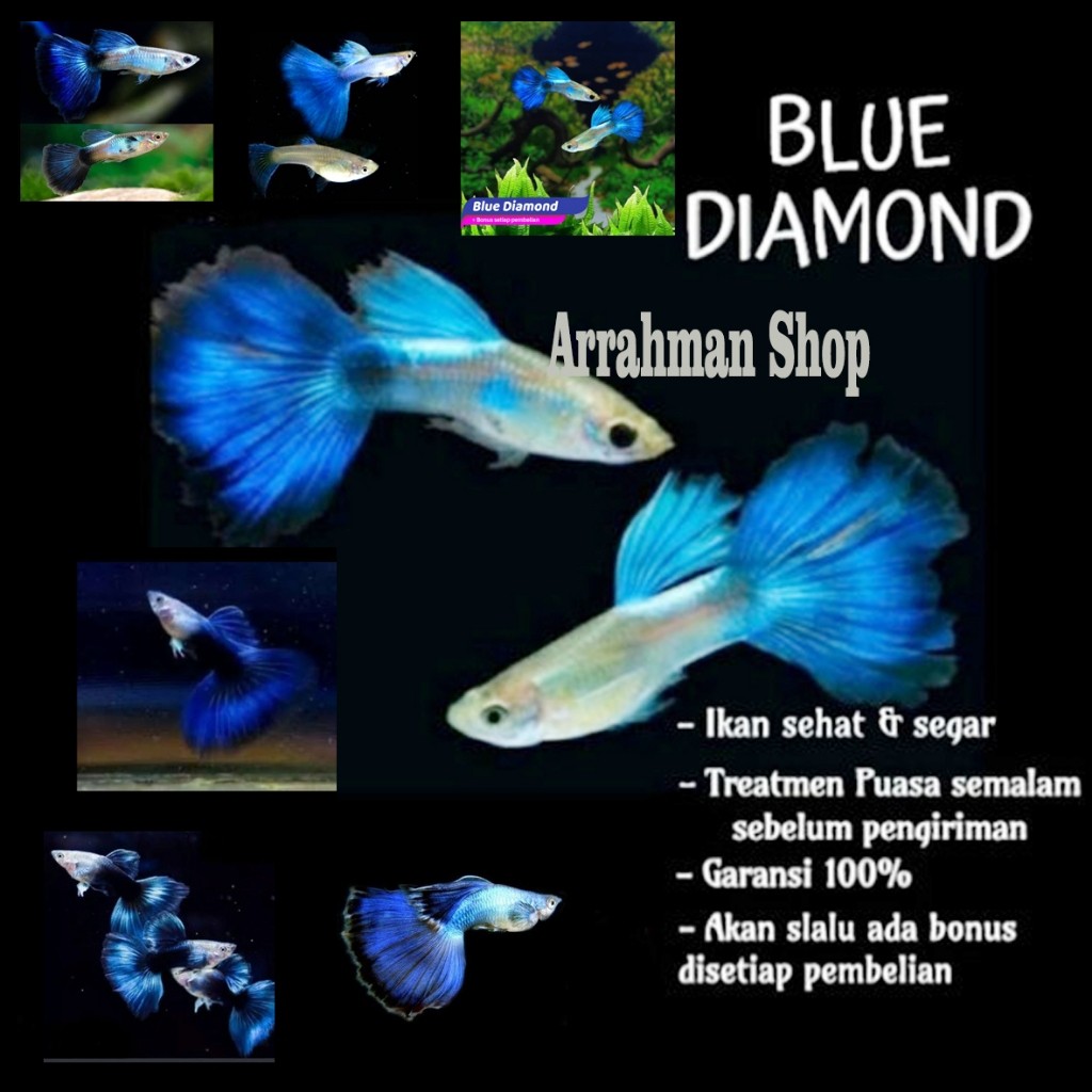 TERLARIS ReadyIkan Guppy Blue Diamond Aquascape Aquarium - ikan hias gapi gupyikan hias air tawar pa