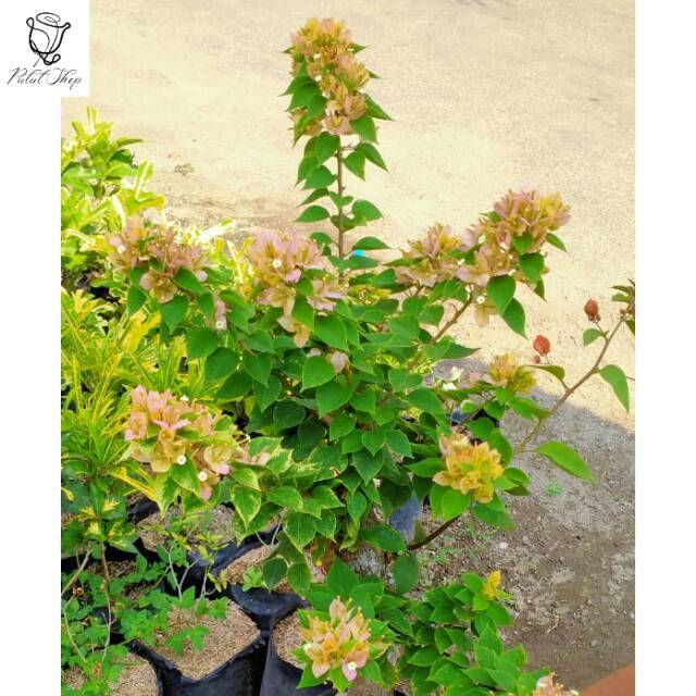 Bougenville Singapore mikro kuning