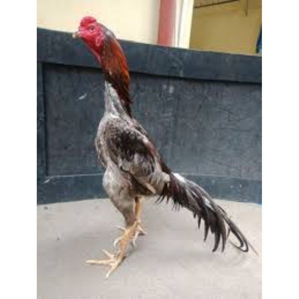 Telur Tetas Ayam Pakhoy Ori Fertil Buat di Tetaskan Lya_shopp20