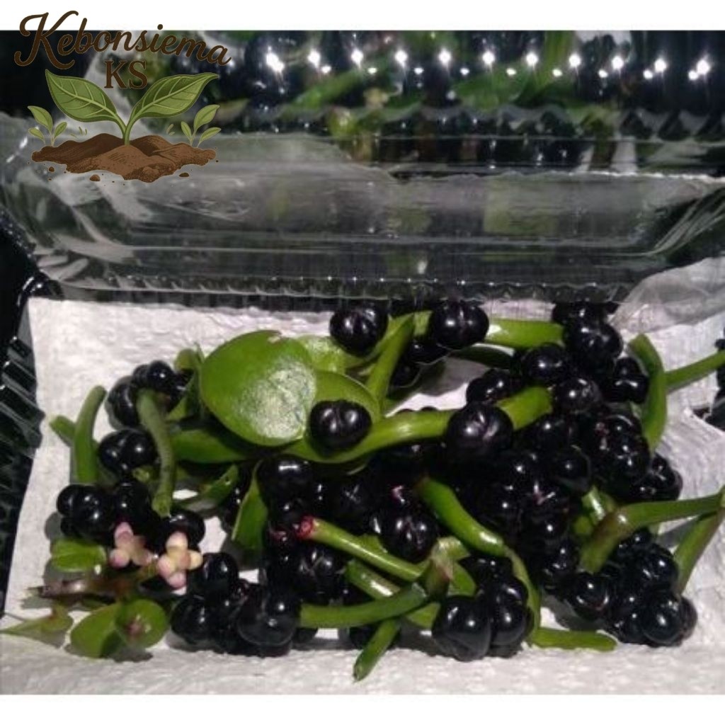 Buah angkung,buah binahong biji binahong  PROMO  200 pcs