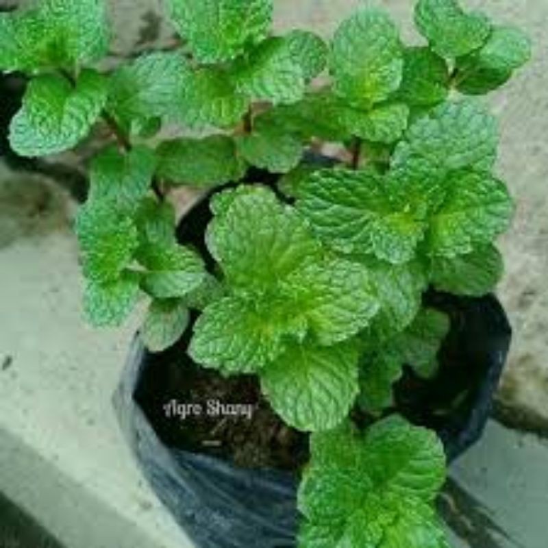 bibit daun mint segar fresh
