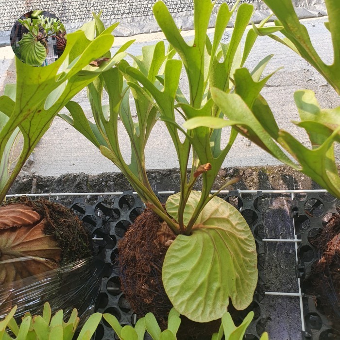 PLATYCERIUM RIDLEYI / SIMBAR MENJANGAN / TANDUK RUSA KALIMANTAN >