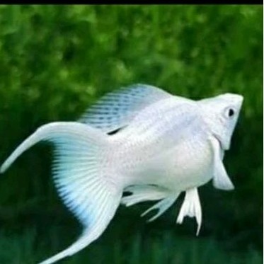 TERLARIS Readyikan hias molly platinum fish white cawang / ikan molly putih albino / ikan moly albin
