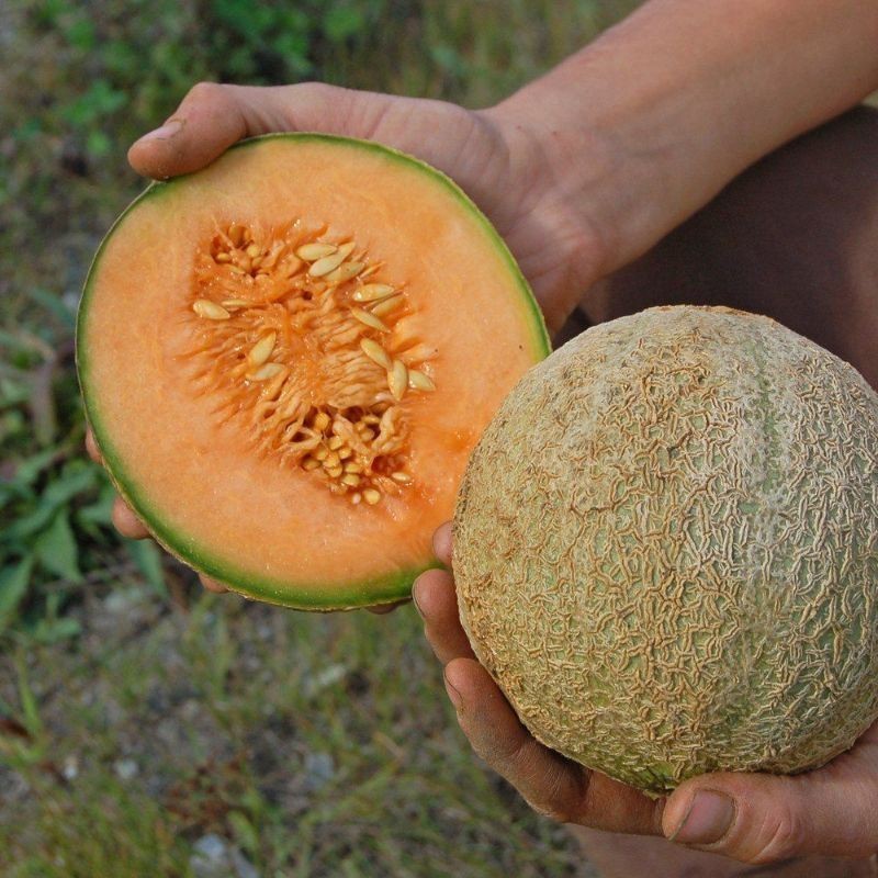 { COD } 25 benih melon madu super premium