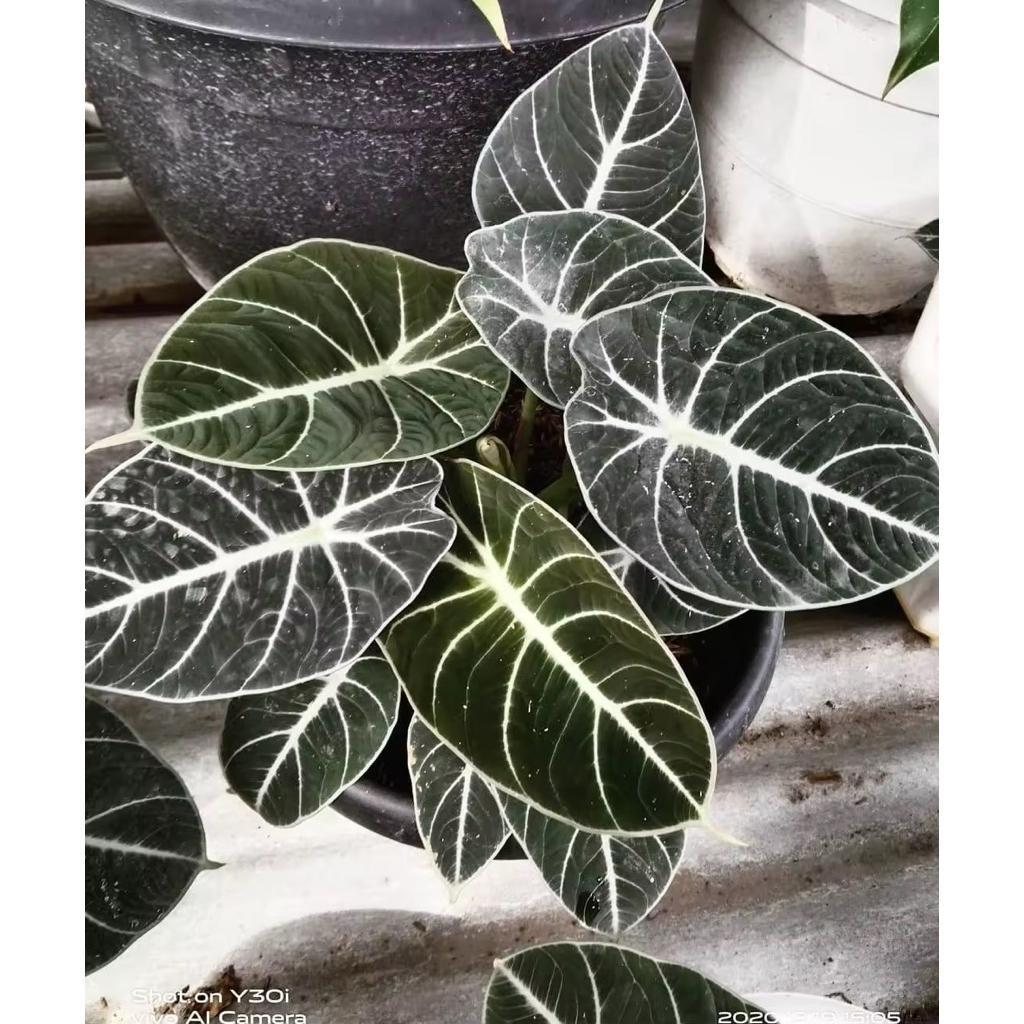 Alocasia Thailand black Velvet Bonggol Bibit