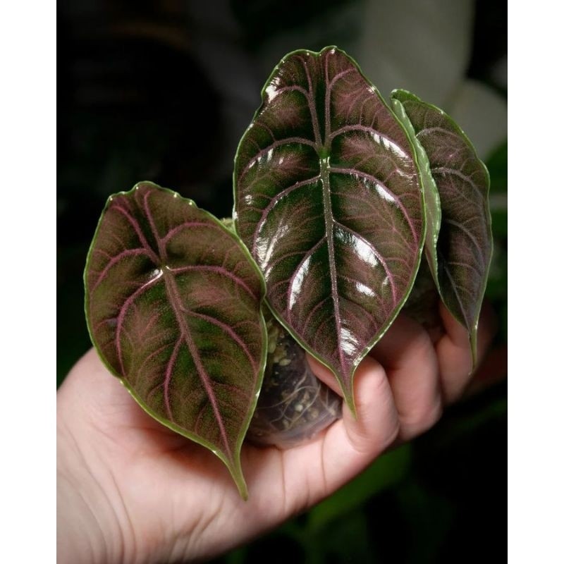 Bibit Bonggol Umbi Tanaman Alocasia Azlanii