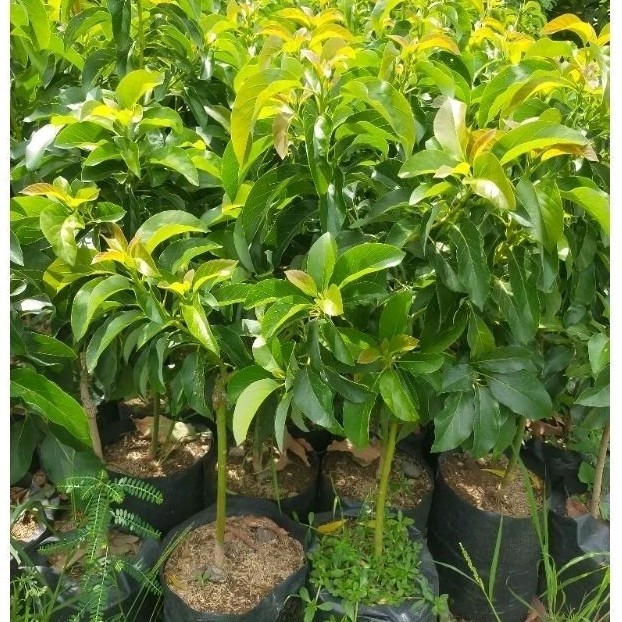 COD ORI Bibit Alpukat Mentega Jumbo tinggi 1 meter