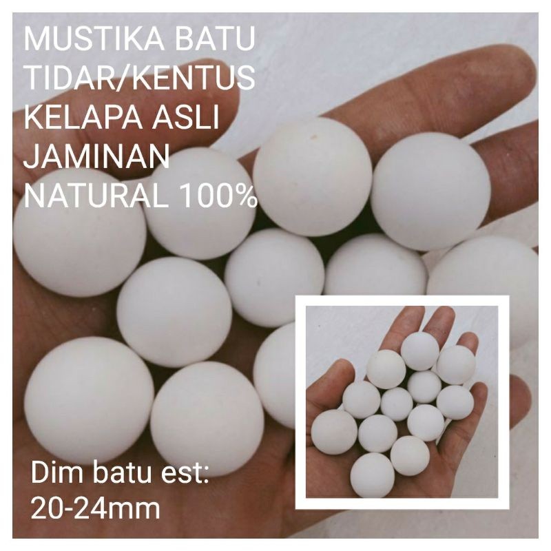 BATU TIDAR /KENTUS KELAPA ASLI BATU ANTI PECAH JAMINAN NATURAL 100%