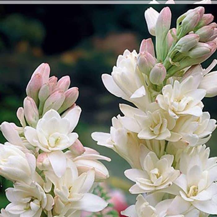 TANAMAN HIAS SEDAP MALAM BUNGA PUTIH WANGI -  TANAMAN HIAS HIDUP - BUNGA HIAS - BUNGA HIDUP