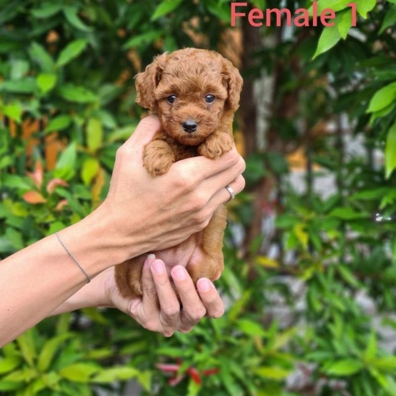RED TOY POODLE PUPPY ANAK ANJING ANAKAN POODLE INCLUDE ONGKIR KI8