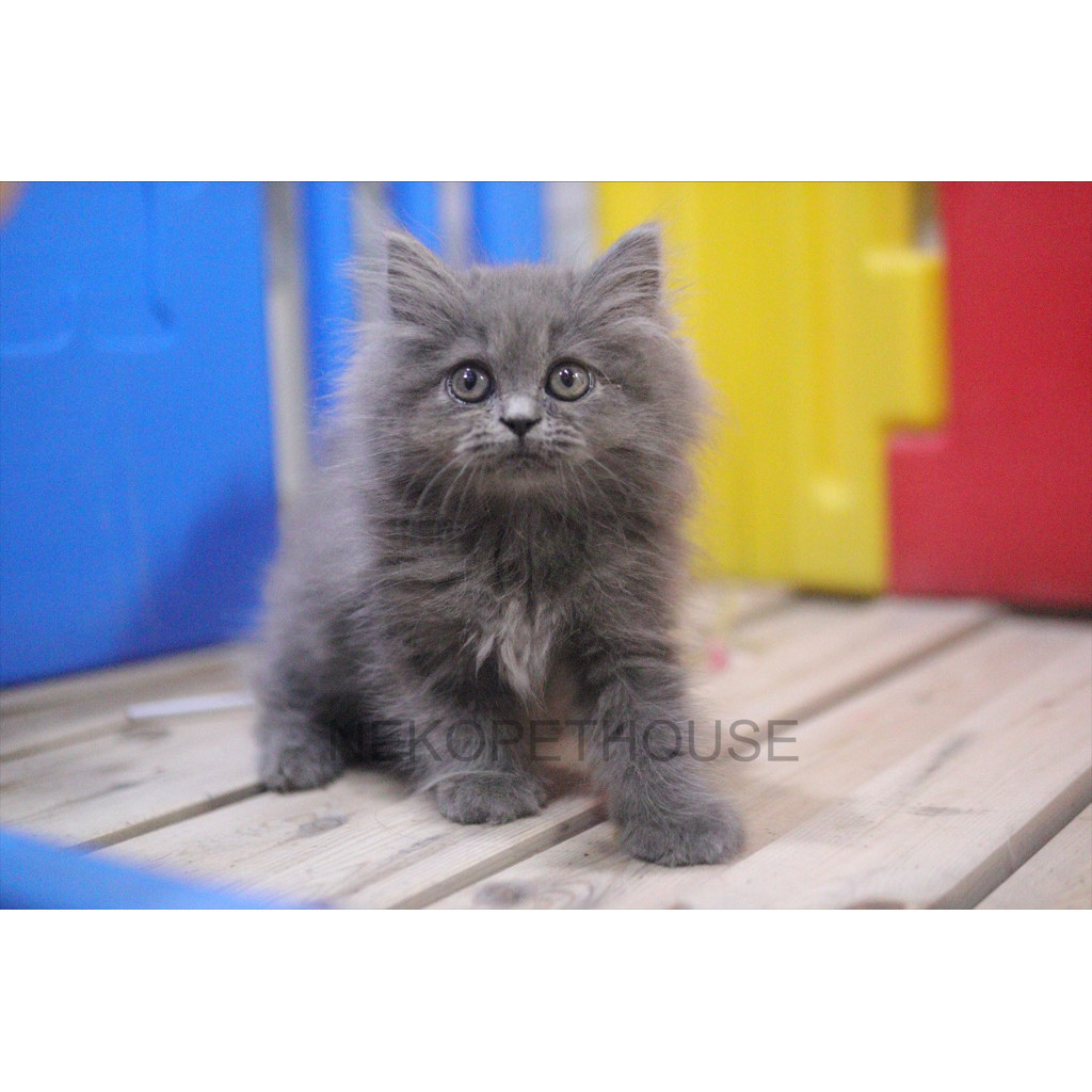 Persia Longhair Kitten Anak Kucing Abu