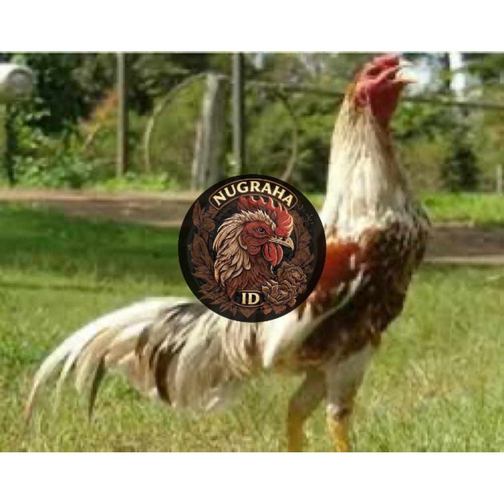TELUR FERTIL AYAM PLUCKER USA UNTUK DITETASKAN NUGRAHA ID