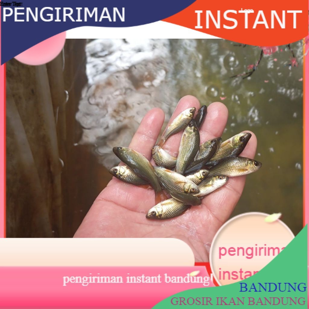 50 ekor/ Ikan Nilem terapi / trapi / per 50 ekor / ikan terapi GROSIR BANDUNG MURAH