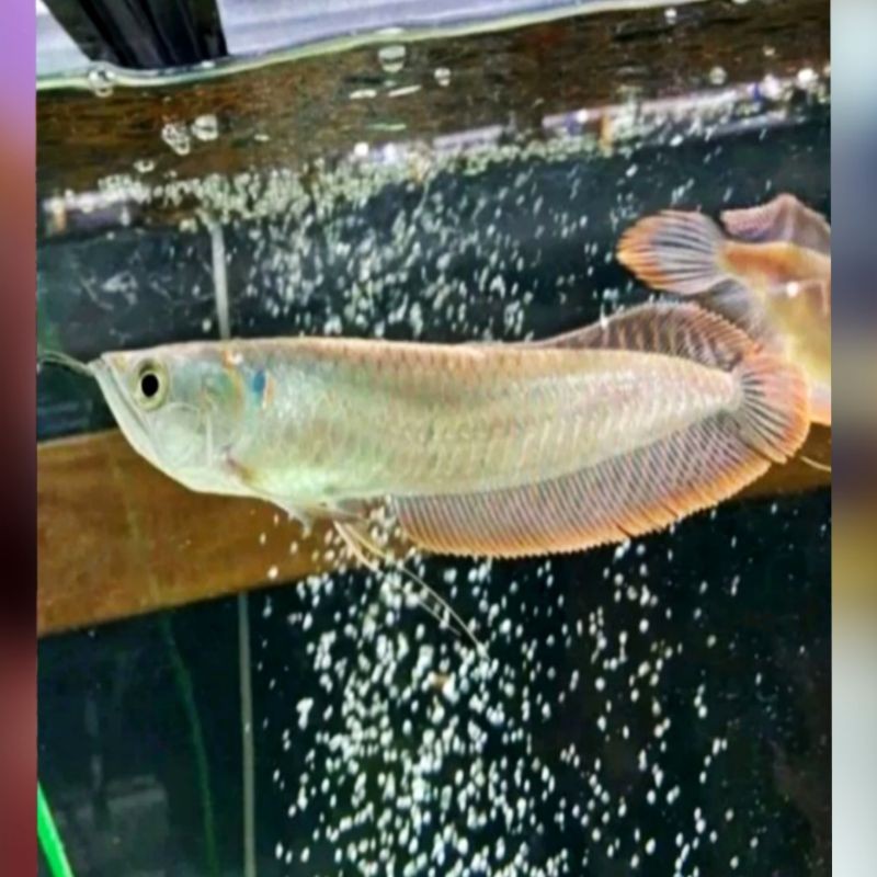 Hiasan aquarium_arwana silver red 15-17 Cm bergaransi sampai tujuan