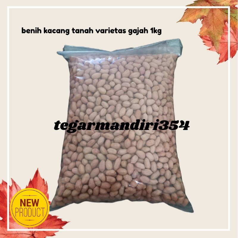 ReadyBenih kacang tanah varietas gajah dan garuda 1kg