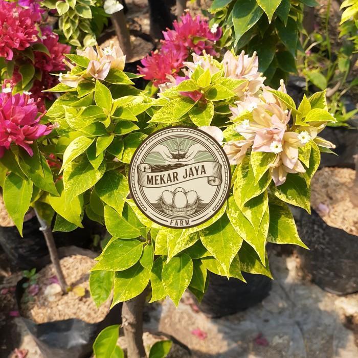 Bibit Unggul Pilihan Berkualitas TANAMAN HIAS BOUGENVILLE 2-3 WARNA BATANG BESAR SUDAH BERBUNGA CANT