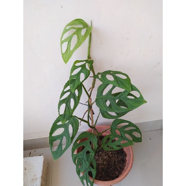 berdaun 11 tanaman hias janda Bolong berdaun 11 monstera janda bolong (006)
