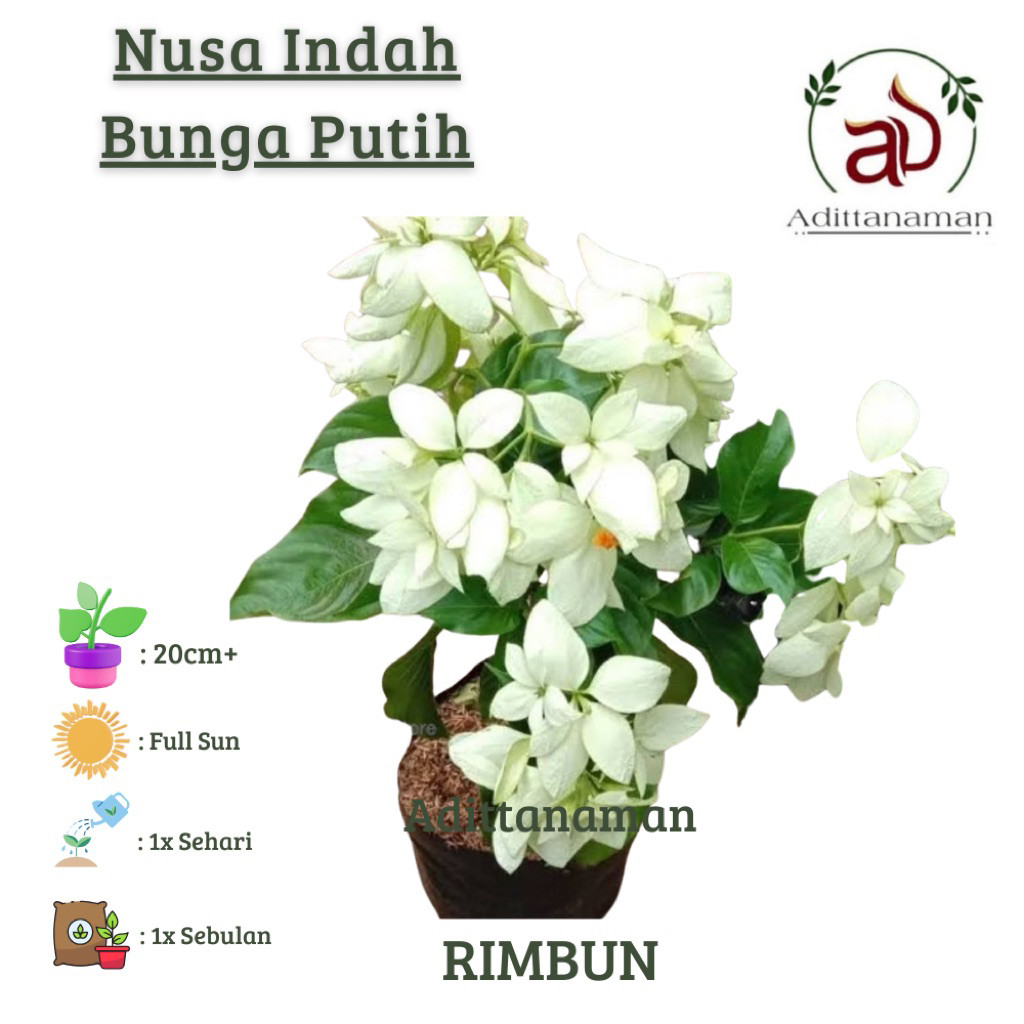 ( RIMBUN ) Tanaman Hias Bunga Nusa indah putih tanaman bunga nusa indah tanaman bunga nusa indah Bun