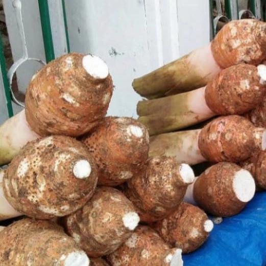 buah talas bogor 1 ikat isi 3-5 buah ( pulen dan legit)