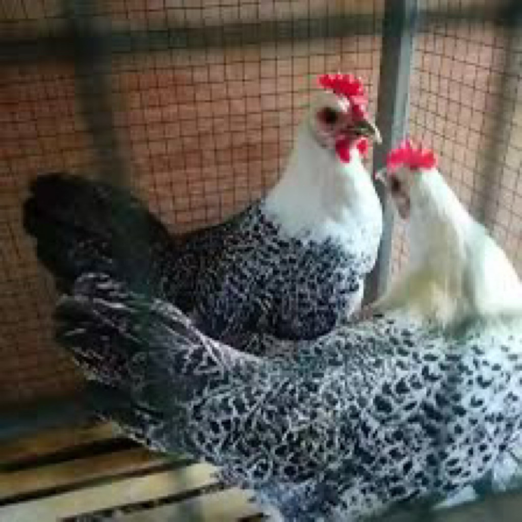 Telur Fertil Ayam Arab Segar Untuk Ditetaskan