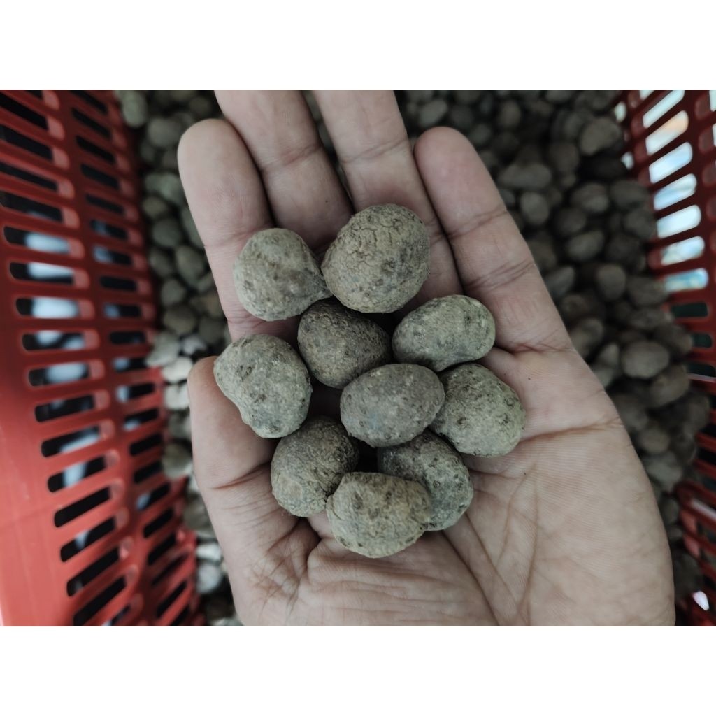 Promo_ Bibit Porang Bubil /biji Isi 500 per Kg – Asli Dorman Lokal Pacitan – Siap Tanam Terlaris