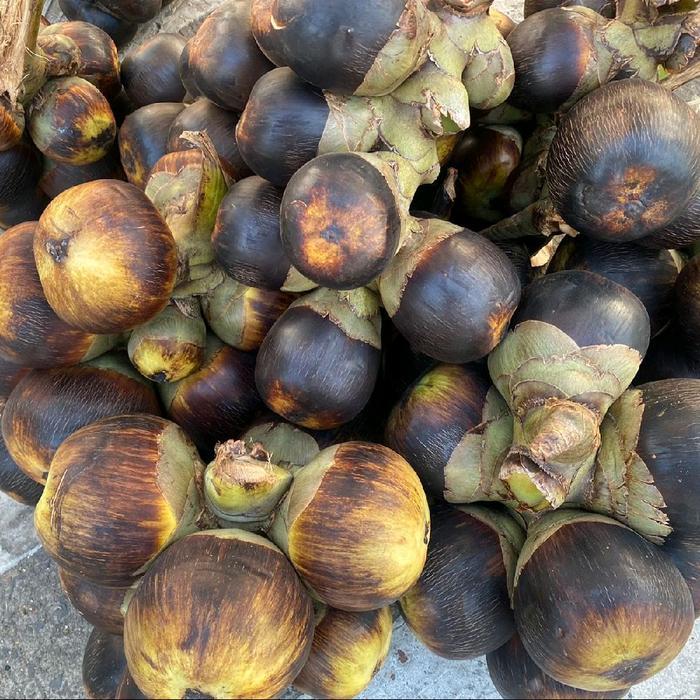 Buah lontar buah legend utuh / pcs