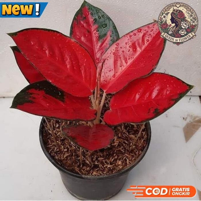 BONGGOL AGLONEMA SUKSOM JAIPONG