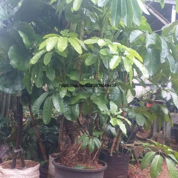 tanaman hias Walisongo batang besar (bonsai)