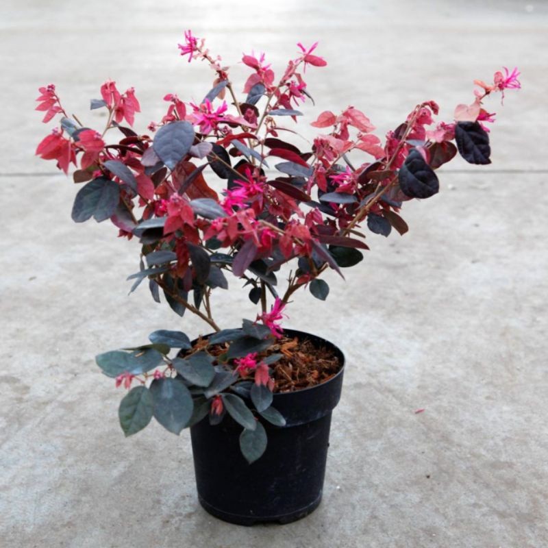 tanaman hias serut merah bibit bonsai || bibit bonsai loropitalum || bibit bonsai loropetalum tinggi