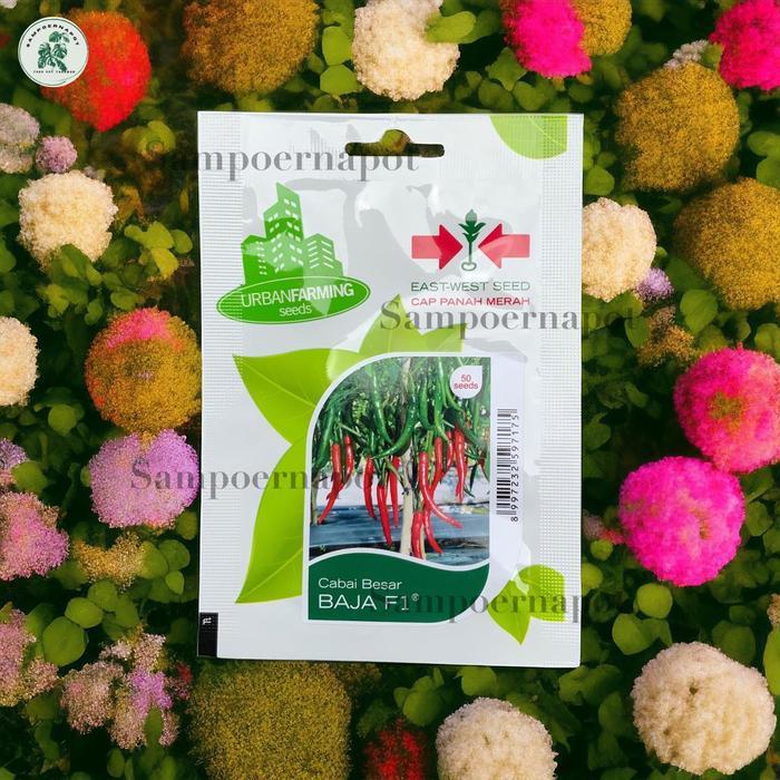 Benih Bibit Cabe Besar Baja F1 Cap Panah Merah - CABAI BESAR BAJA F1 EAST WEST SEED