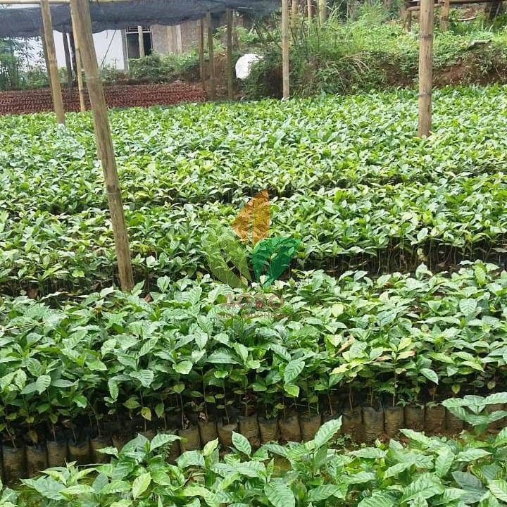 Termurah Bibit Kopi Arabika Gayo Aceh cabutan Siap Tanam/1pcs