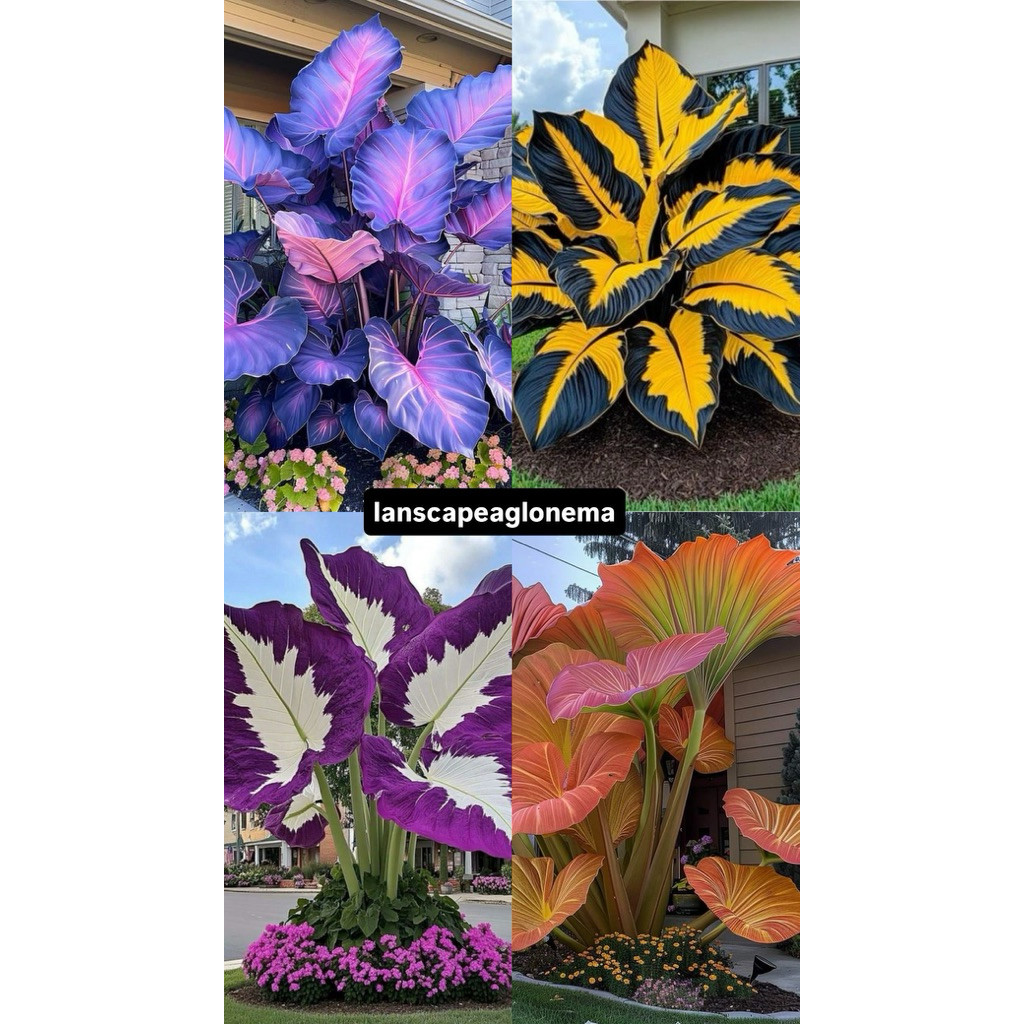 Alocasia Thailand Paket 4 Bonggol Bibit