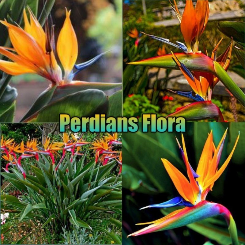 Tanaman Hias Heliconia (BOP) Bird's Of Paradise