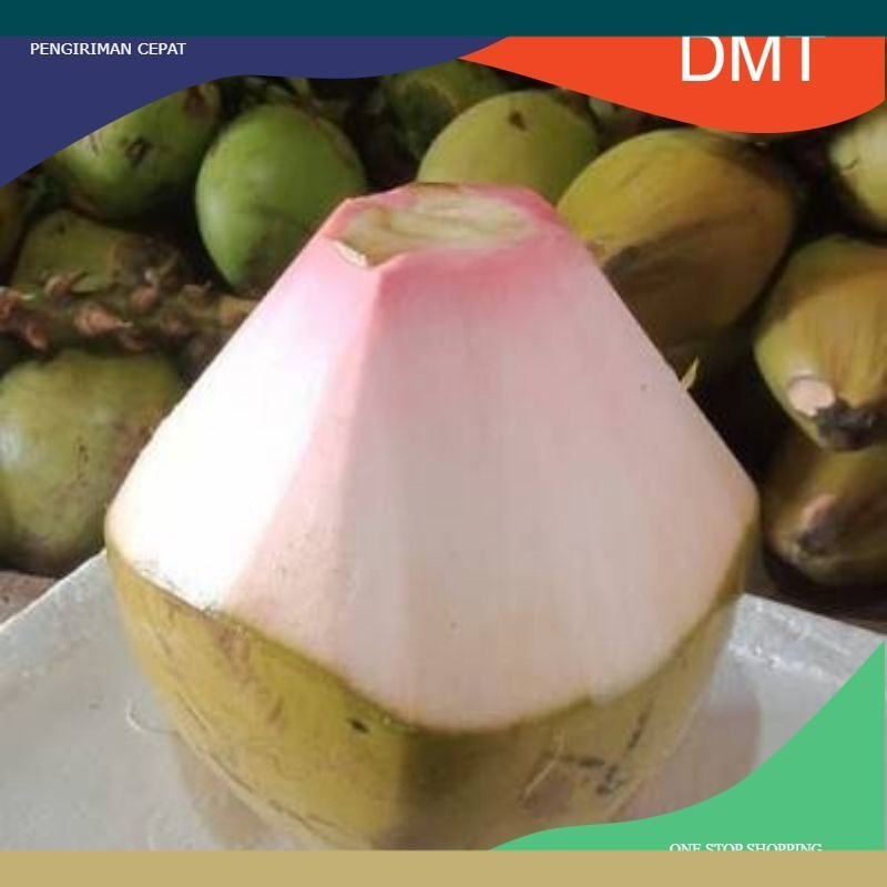 Kelapa Hijau Obat / Kelapa Ijo
