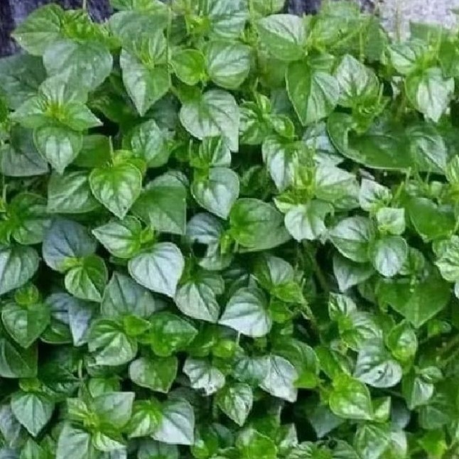 Daun sirih cina (ketumpang air pres 1kg