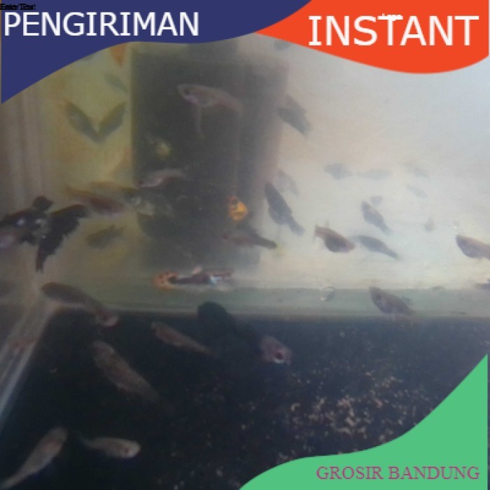 bibit / benih ikan hias guppy cendolan  per ekor GROSIR BANDUNG