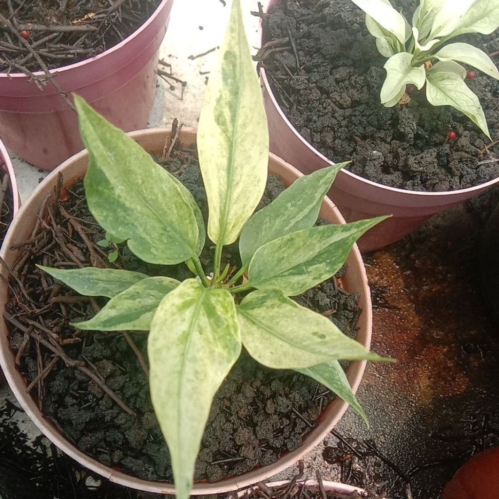 Murah Gelombang Cinta Varigata Anthurium Mewah Murah