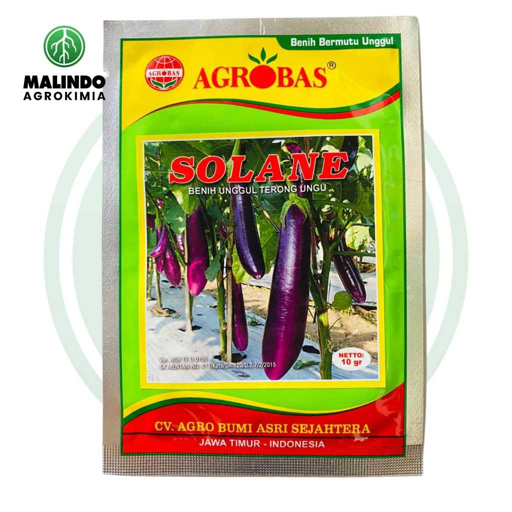 Benih Unggul Terong Ungu SOLANE 10gram dari Agrobas