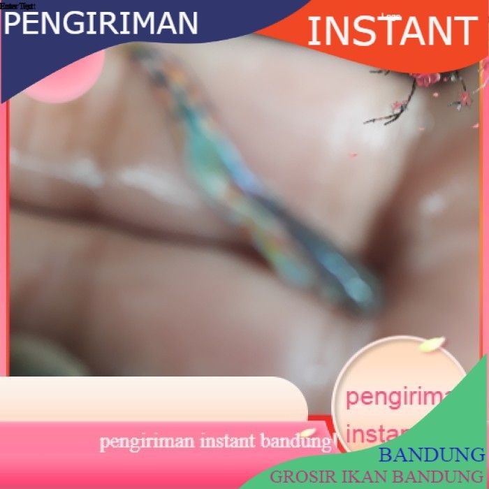 bibit /benih ikan hias guppy anakan campur per 10 ekor GROSIR BANDUNG MURAH