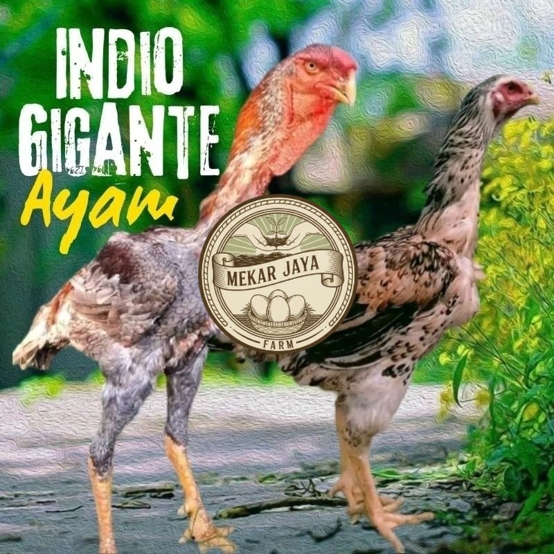 Telur Ayam Indio Gigante Fertil Ori Siap untuk Ditetaskan Mekarjaya Farm