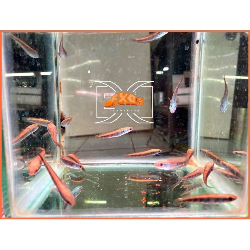 Red Barito Original  kualitas Grade A+ ( Free Sticker) Terlaris di Channa