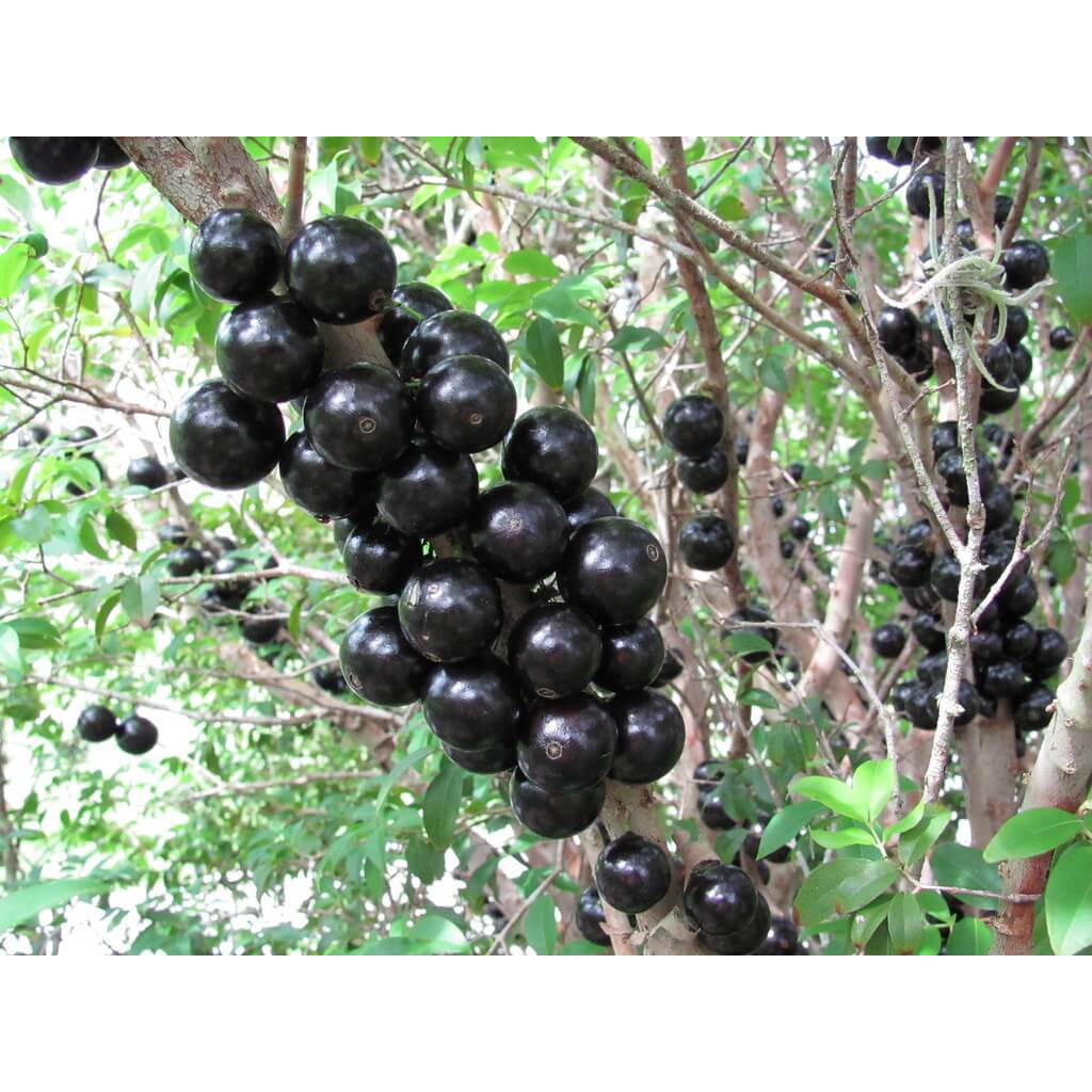 Bibit Anggur Brazil RIMBUN 1'2 METER (BATANG BESAR)