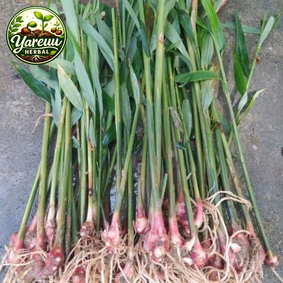 Promo Bibit Jahe Merah Super Siap Tanam